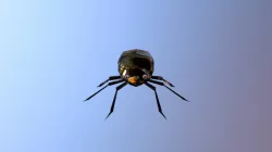 SURFACE BUG