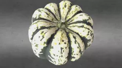 Sweet Dumpling pumpkin 2.0