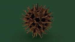 Sweet Gum Tree Fruit