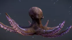 Swimming Octopus