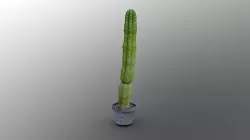 Tall Cactus in plastic pot