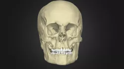 The Anatomy of the Human Skull