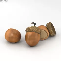 Acorn 3D model