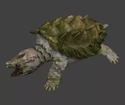 Alligator snapping turtle 3D model