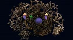Animal Cell  structure  3D model 3D model