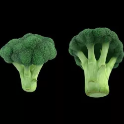 Broccoli 3D model