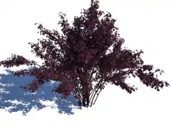 Bush red leaf 3D model