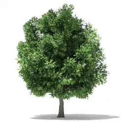 Champion Oak 3D Model 6m 3D model