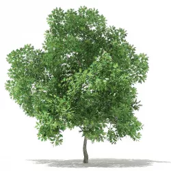 Champion Oak 3D Model 6m 3D model