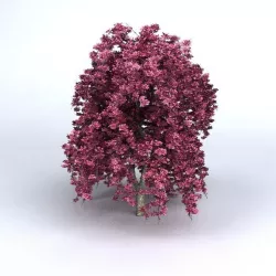Cherry Tree 3D model