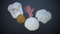 Coral Package 3D model