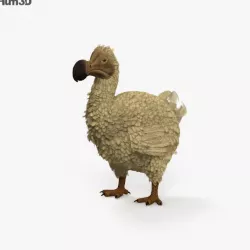 Dodo HD 3D model