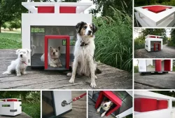Dog House 