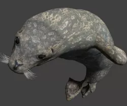 Earless seal 3D model