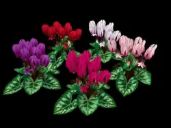 Flower Cyclacmen Low-poly  3D model