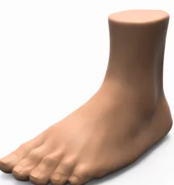 Foot human 3D model