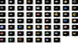 Game Ready Pack 1 - Low poly Rif Fish Collection Animated  Low-poly  3D model