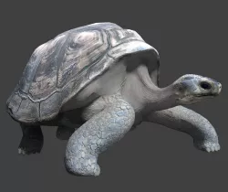 Giant tortoise 3D model