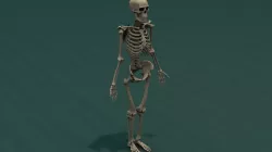 Human Skeleton - Adult Male - 6 ft tall - Complete 3D model