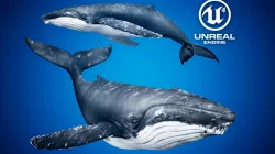 Humpback Whale for Unreal Engine 4 Low-poly  3D model