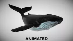 Humpback Whale - with Octane Support Low-poly  3D model