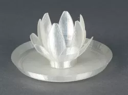 Lotus Flowers