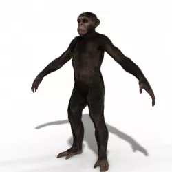 Low Poly Monkey Ape Chimp Chimpanzee Primate Early Man Low-poly  3D model
