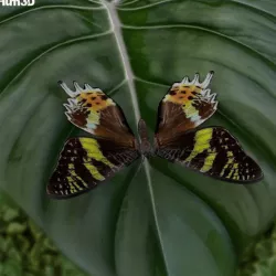 Madagascan Sunset Moth 3D model