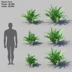 Pteris Fern With Animation 3D model