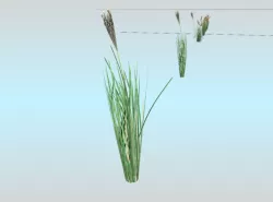 Reeds - Object 19 Low-poly  3D model