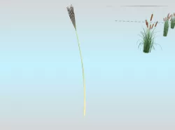 Reeds - Object 21 Low-poly  3D model