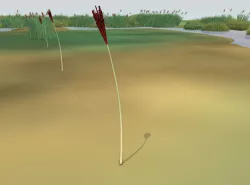 Reeds - Object 34 Low-poly  3D model