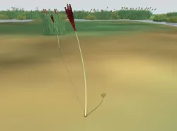 Reeds - Object 35 Low-poly  3D model