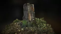 The Stump +