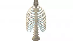 Thoracic Cage with Spine - Anatomy