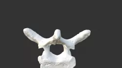 Thoracic Vertebra
