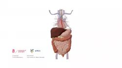 Thorax and abdomen: some of the lymph nodes