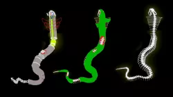 Three states of Cobra