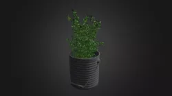 thyme