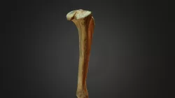 Tibia spiljskog medvjeda (sken: M. Krstanovic)