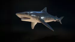 Tiger Shark