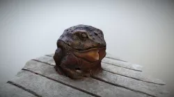 Toad - 3D Scaned Model