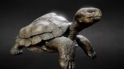 Tortoise