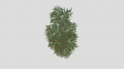 Trava Tulips1 Glb