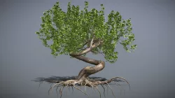 Tree Curling trunk_001