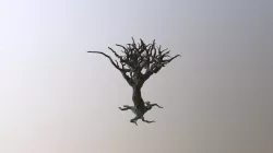 Tree Model