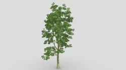 Tree Shrub