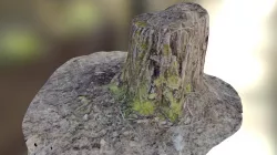 Tree Stump