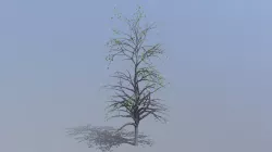 Tree-test