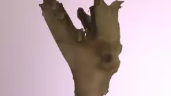 Tree Trunk